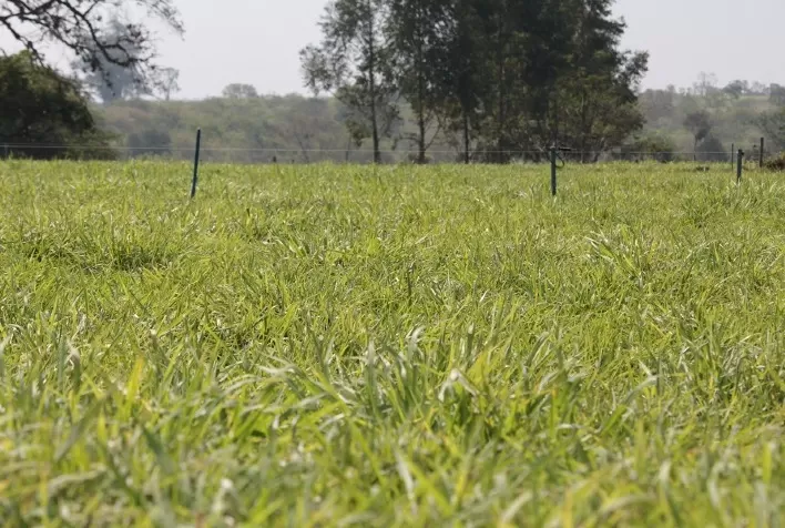 Produtor do Sul do país aproveita o pico de produção de forrageiras tropicais e garante estabilidade de peso dos animais durante o inverno