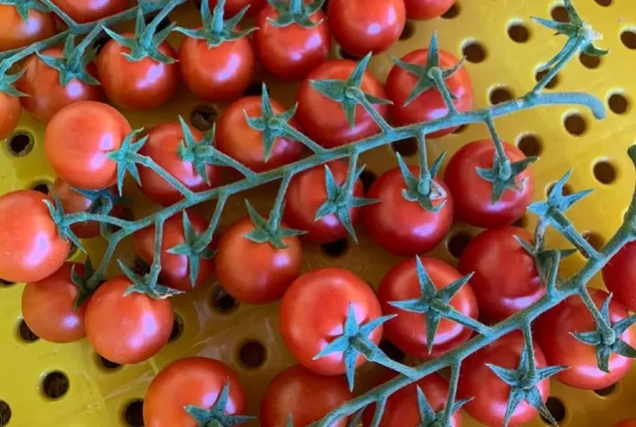 Tomate tipo grape: Alta tecnologia leva vantagens à produção
