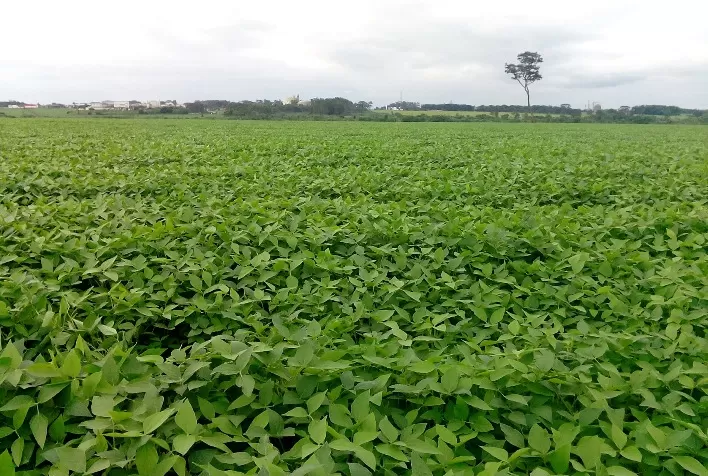 Pesquisa: cuidados na germinação incrementam a produtividade do feijão