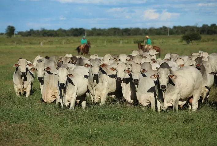 Agropecuária Jacarezinho impressiona com a oferta de 1021 touros