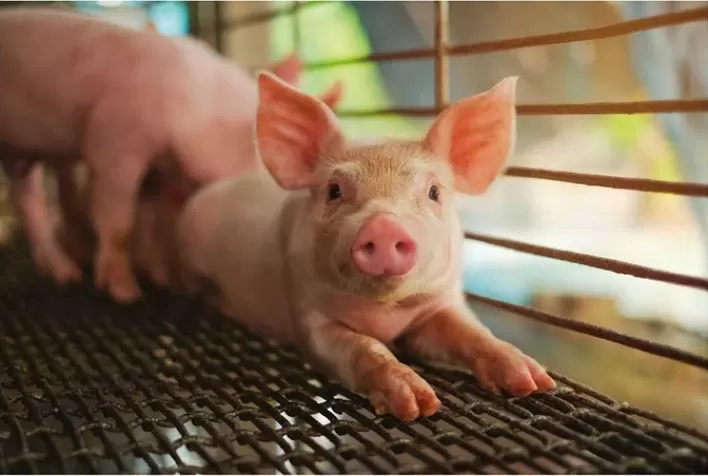A evolução da suinocultura na otimização dos processos da granja