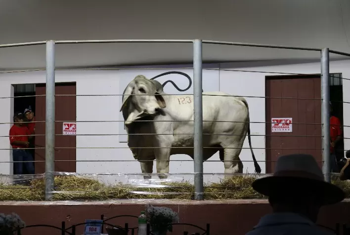 Casa Branca coloca à venda 180 reprodutores e fêmeas Angus e Brahman selecionados, em 4 de setembro