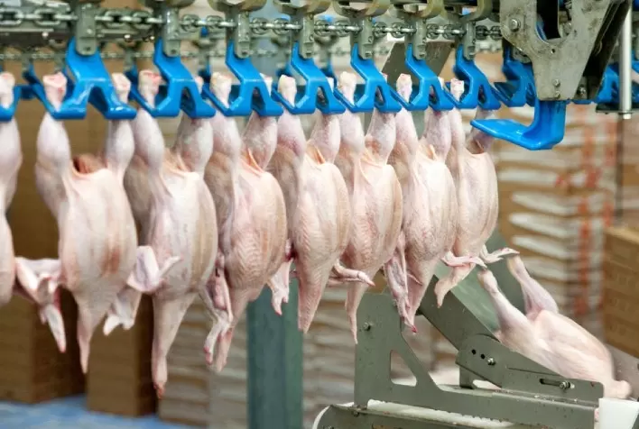RS: Exportação de aves cresce 5,2% de janeiro a julho