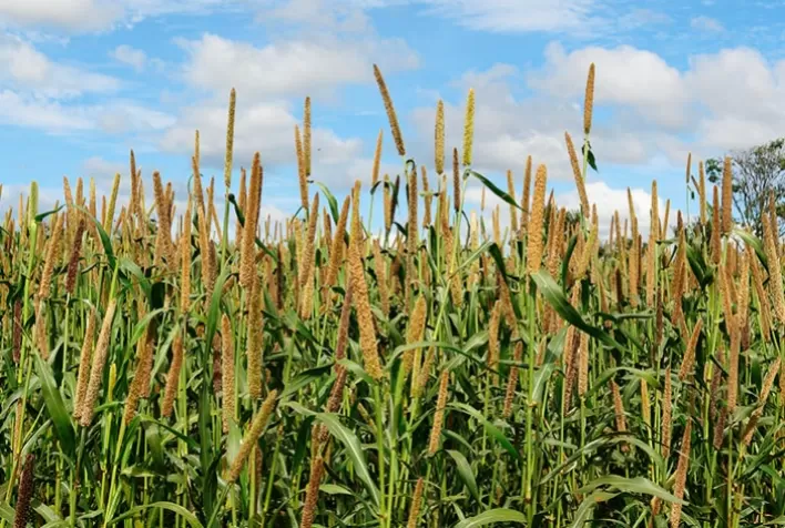 Cultura do milheto alcança altas produtividades e cresce nos cerrados
