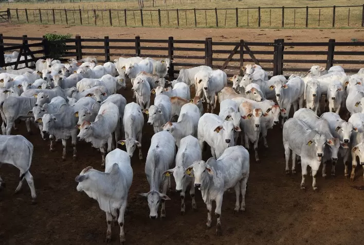 Fazenda Olhos D'Água (MG) melhora fatores na nutrição e na sanidade do rebanho com o monitoramento