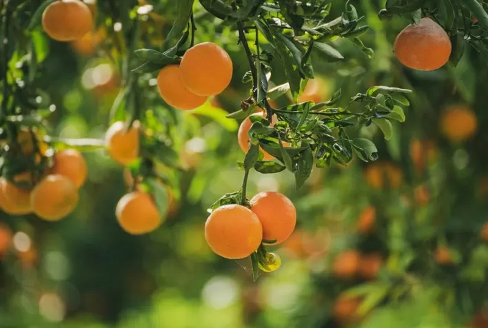 Estudo usa inteligência artificial para prever produção de laranja nos EUA