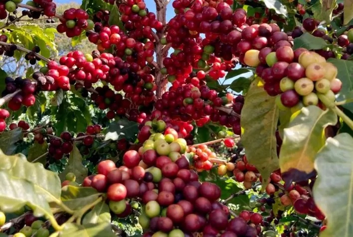 MAPA E CMN disponibilizam mais de R$1 bilhão para produtores rurais do segmento do café