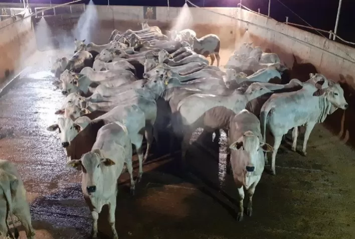 Animais jovens e pesados participaram da 9ª etapa do Circuito Nelore de Qualidade, em Diamantino (MT)