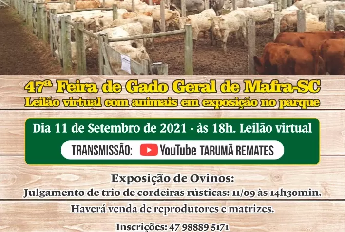 Mafra faz feira virtual de gado geral em setembro