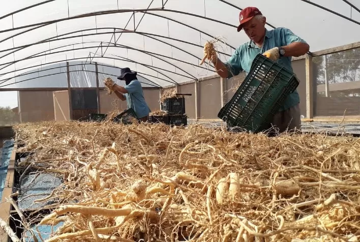 Utilizado em chás e cosméticos, ginseng de origem paranaense cresce na exportação