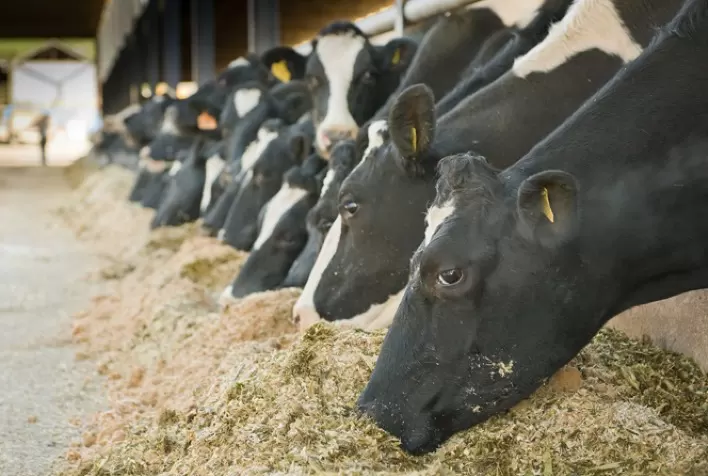 Conheça as vantagens da nutrição com foco em imunização para animais do campo