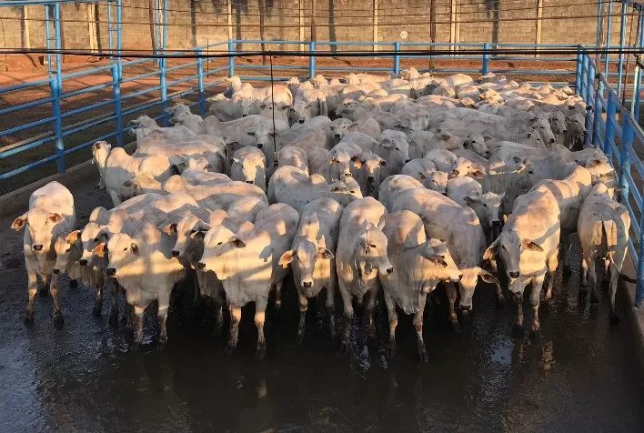 Goiânia (GO) recebe 566 animais para avaliação. Peso e cobertura de gordura são diferenciais da etapa do Circuito Nelore de Qualidade
