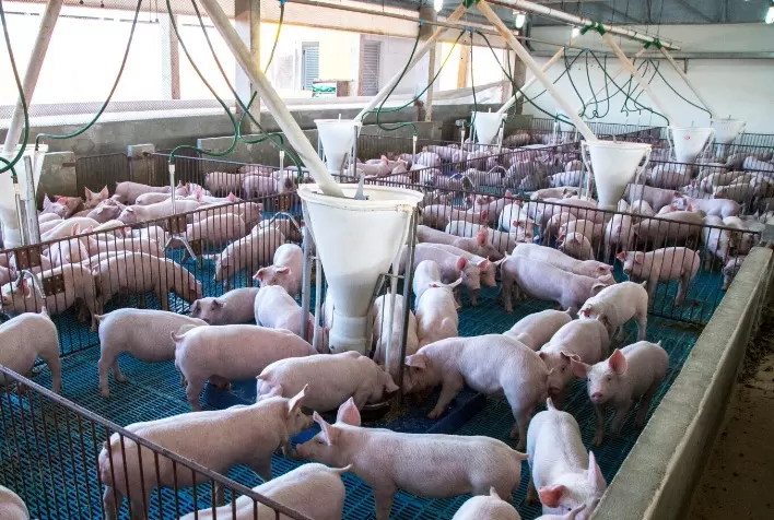 É preciso uma ação coordenada entre o serviço oficial e o setor para conter o avanço da PSA, diz especialista da PIC