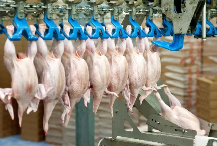 Falta frango no Reino Unido, e exportação brasileira pode crescer