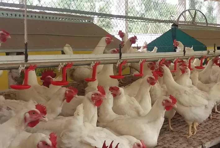 Dia da Avicultura: BRF reforça boas práticas no campo