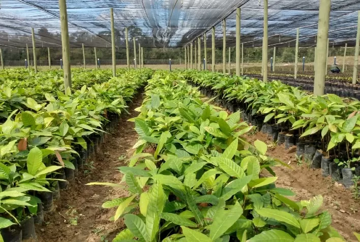 Baixa na produtividade causada pela seca é a principal insegurança apontada pelos agricultores
