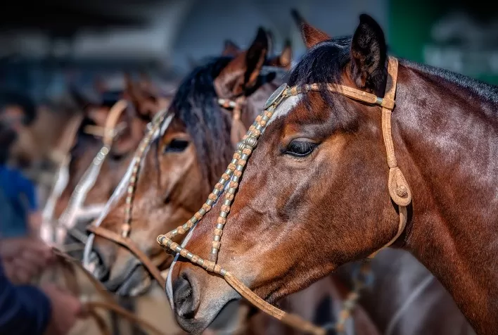 Morfologia revelará grandes campeonatos do Cavalo Crioulo na Expointer