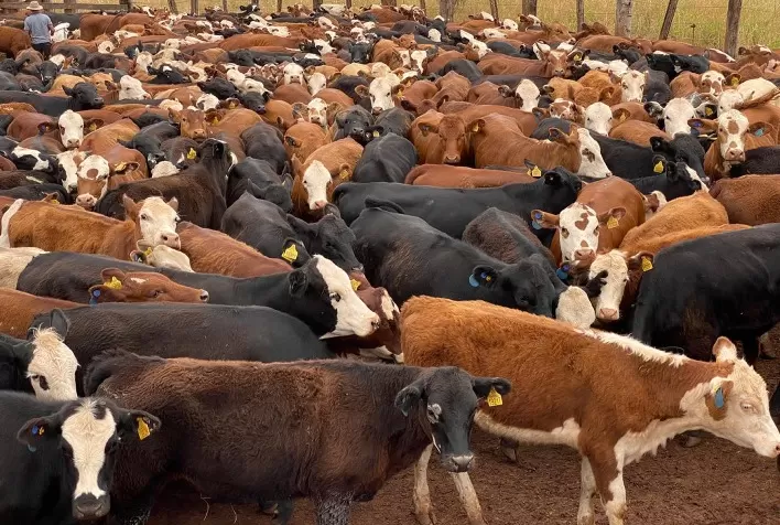 Gestão na Pecuária de Corte será tema de painel na Expointer 2021