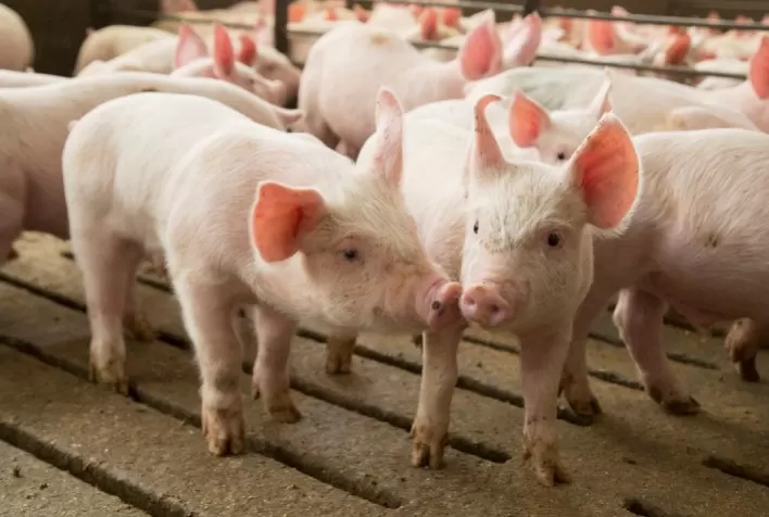 Suínos: soluções naturais podem reduzir custos e melhorar a qualidade da ração