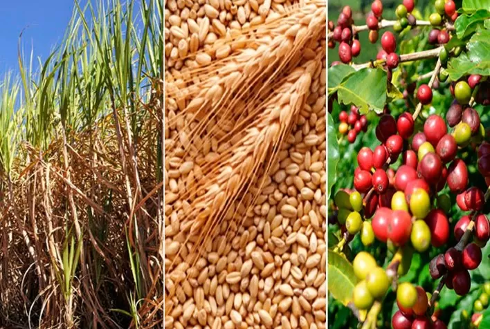 Chuva melhora umidade do solo em áreas agrícolas, mas produtividade de trigo, café e cana continua em risco