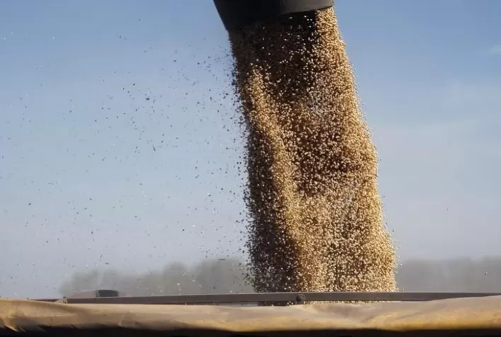 Soja brasileira deve continuar lucrativa em 2022, diz Datagro