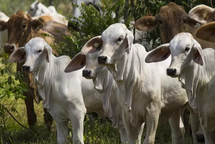 A venda de bezerros para corte e descarte de vacas para abate e seu impacto na rentabilidade da atividade