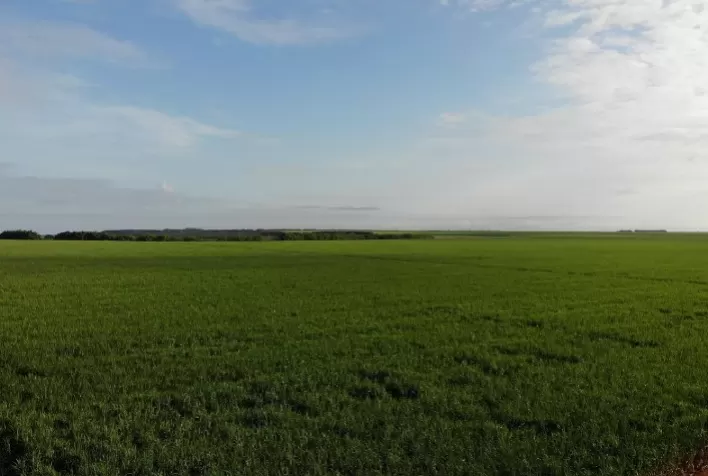 BrasilAgro fecha safra 2020/21 com maior receita líquida da história