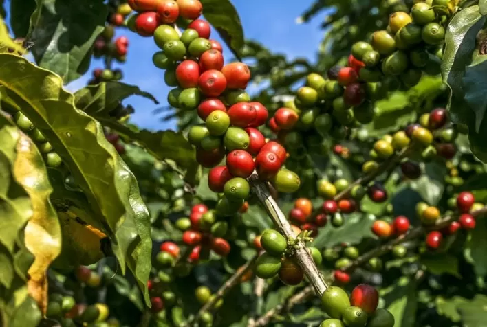 Café: Fundamentos seguem sólidos e arábica sobe na Bolsa de Nova York