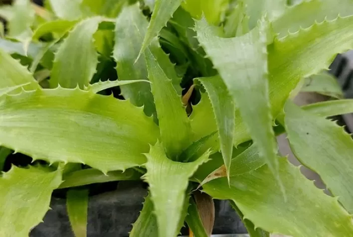 Nova metodologia com crioterapia elimina vírus em plantas de abacaxizeiro