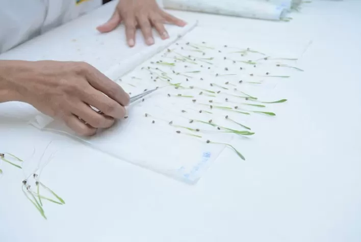 Avaliação do MAPA qualifica laboratório da Barenbrug do Brasil com excelência para análise de sementes