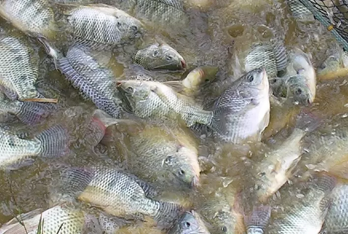 Aquacultura: método de gestão que alia nutrição e manejo eleva resultados na produção de pescados