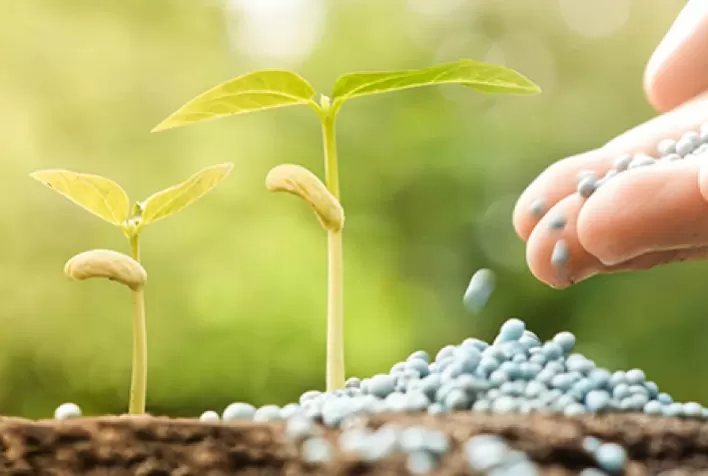 4 Dicas para melhorar o manejo de boro nas plantas