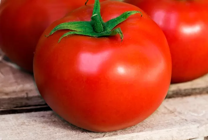 Tomate Evimeria é aposta de produtores que enfrentam o Fusarium raça 3