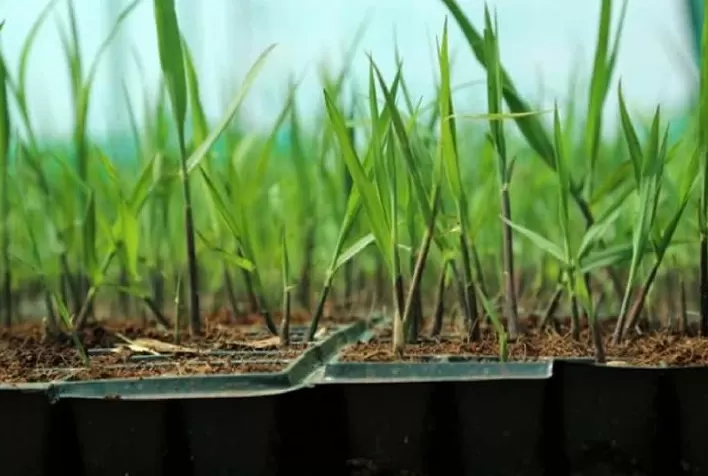 Tereos automatiza processos e dobra produção de mudas pré-brotadas de cana