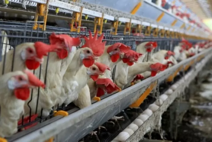 Estudo avalia o aumento na concentração de selênio em ovos de aves suplementadas com Yes-Minerals Selênio 5.000