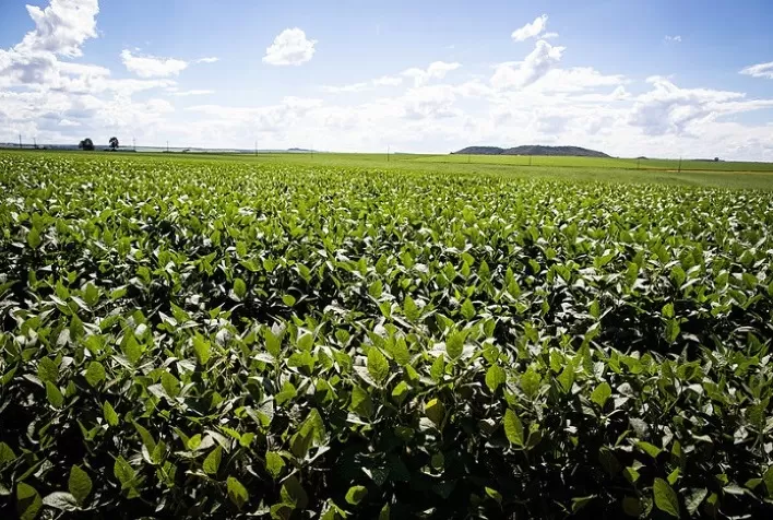 Soja: nova safra deve ser planejada do começo ao fim para contornar desafios do La Niña