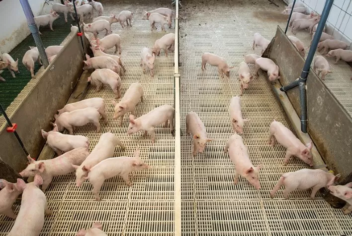 Digestibilidade de proteínas é fator primordial para uma correta nutrição de suínos