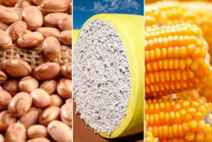 Crise hídrica reduz números da produção de grãos no estado do PI