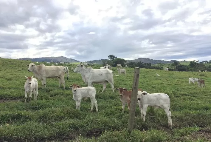 Manejo de nascimento em propriedades de cria: quais os primeiros cuidados com a vaca e o bezerro?