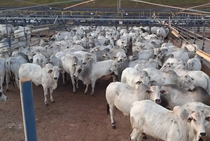 Barra do Garças (MT) tem o maior número de animais avaliados em 23 anos do Circuito Nelore de Qualidade
