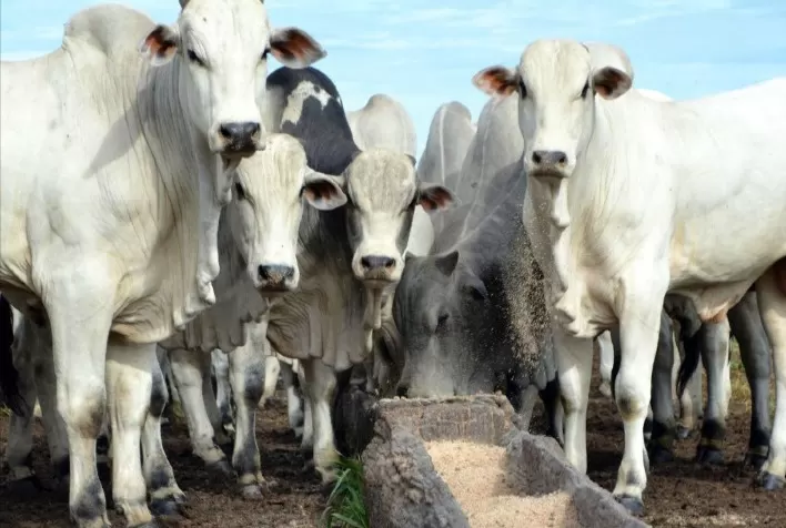 Pecuária brasileira tem o potencial de atingir anualmente a produção entre 10 a 12 arrobas por hectare