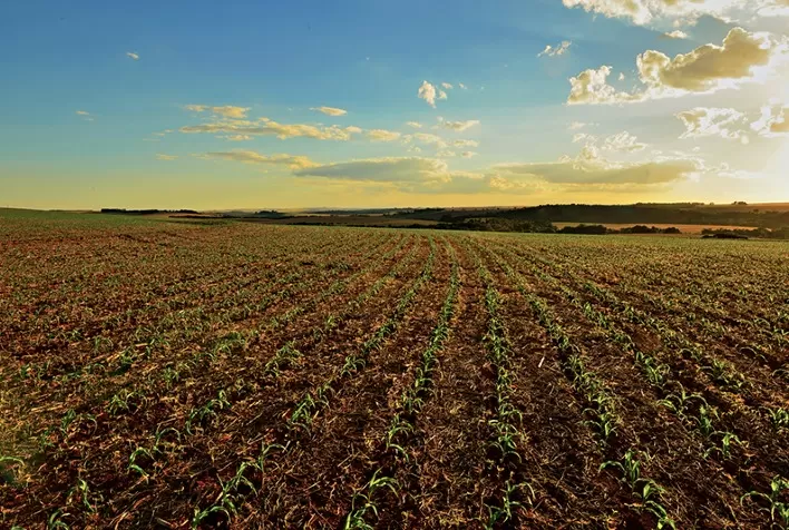 Agricultura cresce 460% no Cerrado desde 1985 e ocupa área maior que o Paraná