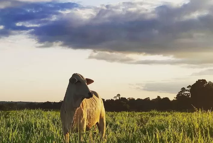 Família torna fazenda eficiente e rentável com a ILP