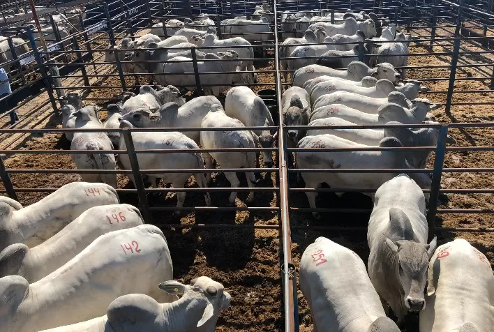 CFM promove Leilão Virtual em 10 de outubro, com oferta de 350 reprodutores Nelore CEIP