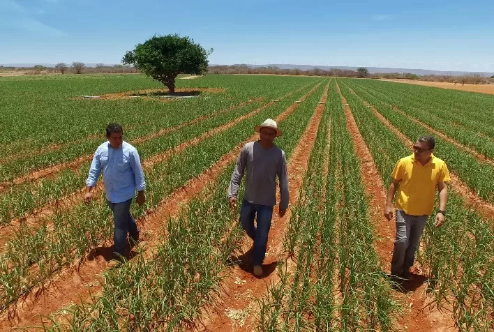 Produtores do semiárido brasileiro utilizam irrigação por gotejamento para dominar janelas de exportação em frutas como manga, uva e melão
