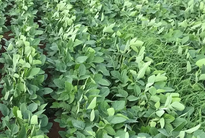 Existe um melhor momento para o manejo de daninhas na soja?