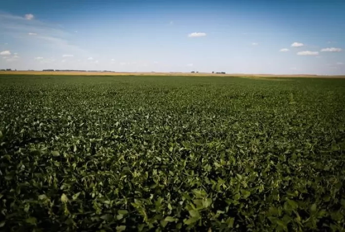Área de soja em 2021/22 deve ser recorde; preço do milho seguirá sustentado