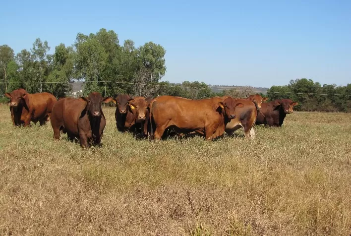 Megaleilão Virtual Montana 2021 vende 83 touros CEIP com média de R$ 16.600,00
