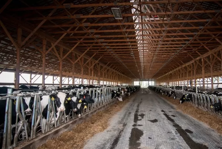 Correta secagem das vacas leiteiras é essencial para boa lactação futura