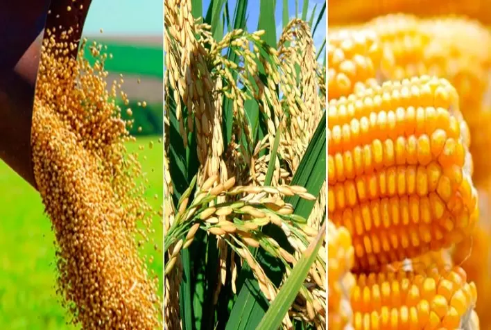 Estimativas da safra de verão para SC traz aumento na produção de milho e de soja